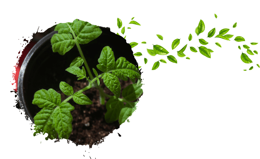 Green plant in a pot