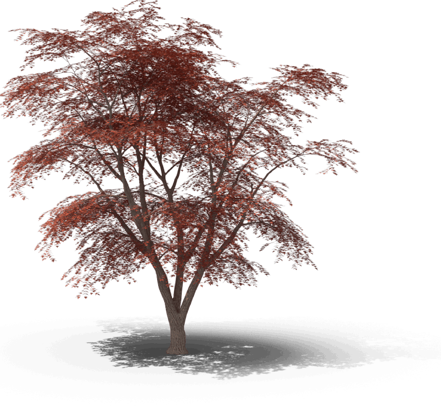 Roter Baum mit belaubtem Laub
