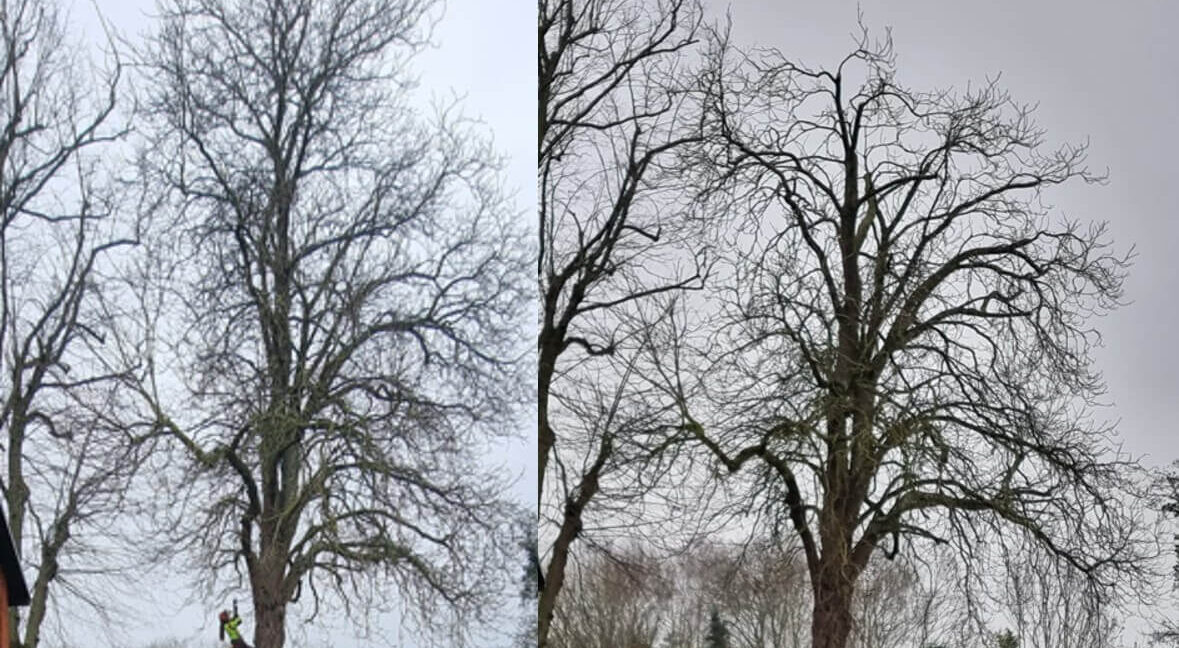 kastanie niendorf (1)